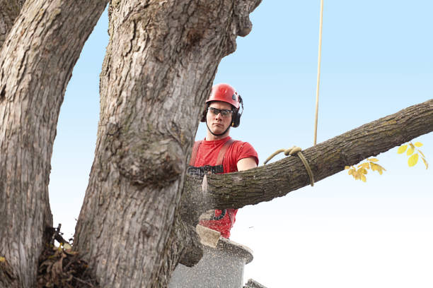 A tree trimming arborist working with a chainsaw in an elevated bucket high up in the tree, trimming and pruning the tree branches. A professional service occupation maintaining and removing tree.